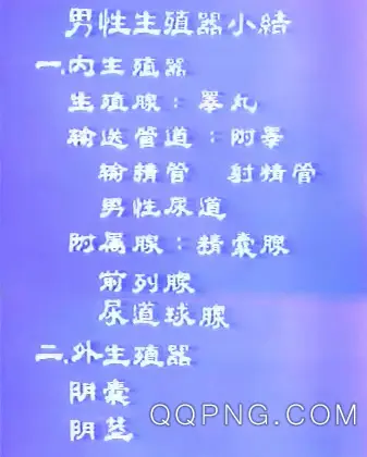 男性生殖系统解剖