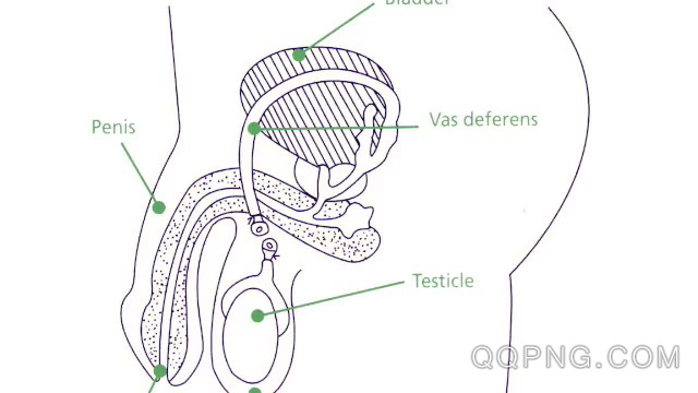 国外真人男性输精管切断结扎