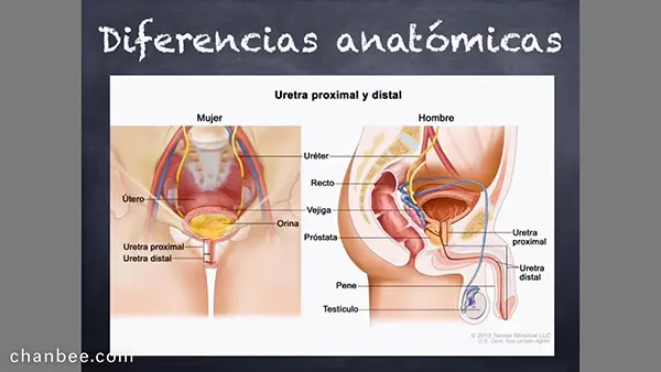 医学临床男女导尿管安插教程